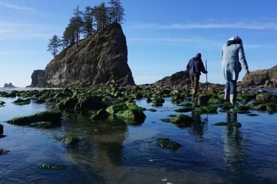 Entdecken sie den olympic national park, fahren sie mit der fähre über den puget sound, erkunden sie gezeitenpools, urwälder und gletscherseen auf einer geführten tour durch die olympic peninsula.