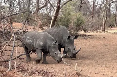 3-Day Livingstone Tour: Victoria Falls, Rhino Safari & Chobe