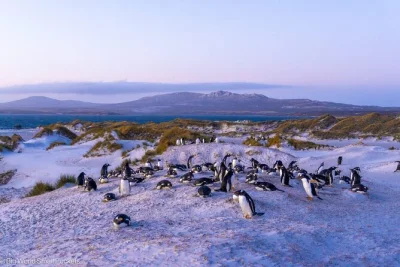 Walk with magellanic penguins, see the lady elizabeth shipwreck, and explore falklands war sites on a shared tour from the cruise terminal—includes homemade cookies.