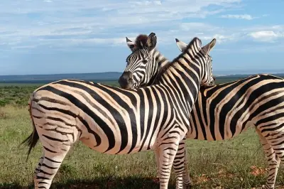 Parque Nacional Addo Elephant desde Port Elizabeth en medio día