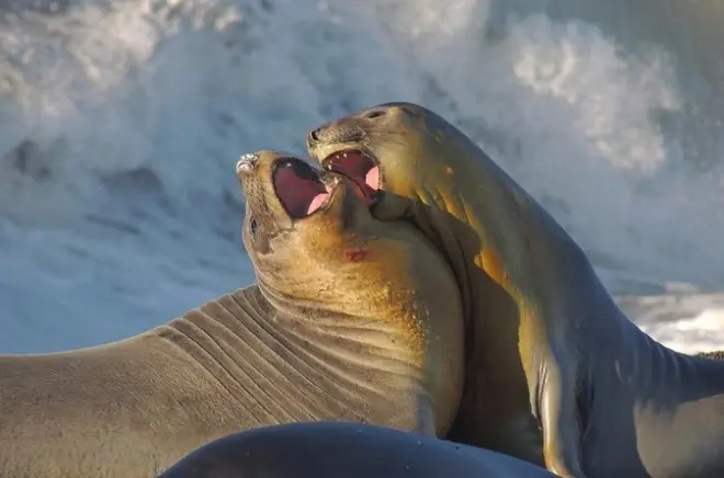Peninsula Valdes desde Puerto Madryn: Vida selvagem e lobos marinhos