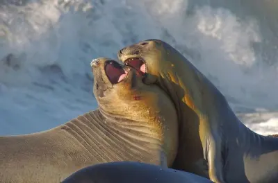Peninsula Valdes desde Puerto Madryn: Vida selvagem e lobos marinhos