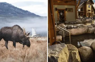 Yukon wildlife e sorgenti termali nordiche da Whitehorse