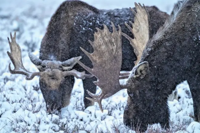 Grand Teton Wildlife Safari with Elk Refuge Sleigh Ride & Dinner