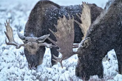 Grand Teton Wildlife Safari with Elk Refuge Sleigh Ride & Dinner