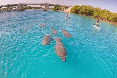 Indian River Lagoon Paddle Boarding Tour: Manatees & Mangroves
