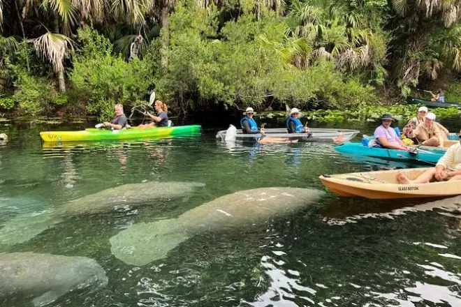 Kayak con manatíes en Blue Springs: Tour guiado de 4 horas