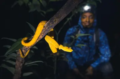 Promenade nocturne à Tortuguero pour voir la faune sauvage après nuit