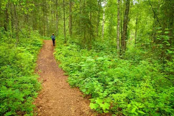 Sentiero Talkeetna Lakes: Escursione nella foresta e fauna selvatica