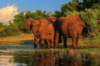 Safari de medio día desde Durban: Reserva Tala y elefantes
