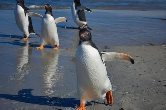 Bertha's Beach : Observation des manchots papous et magellaniques