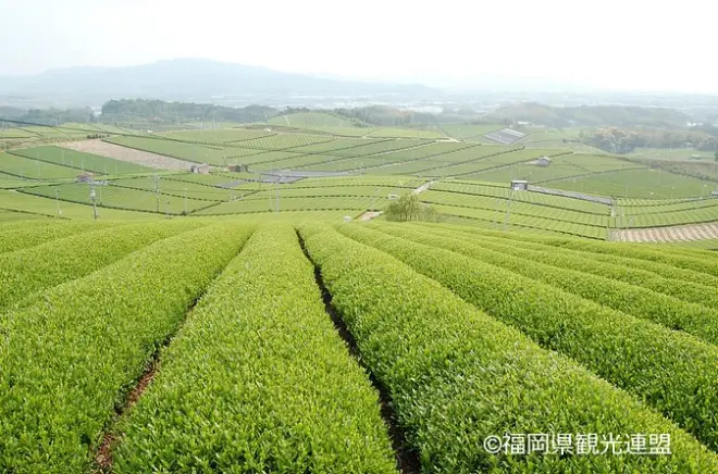 Yame Tea & Sake Tasting in Fukuoka: Hands-On Brewing Experience