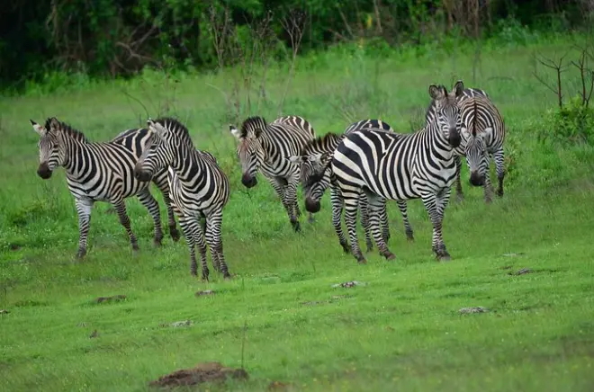 Akagera Nationalpark Safari: Privater Pirschfahrt & Bootsfahrt