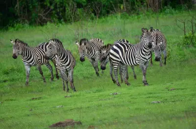 Akagera Nationalpark Safari: Privater Pirschfahrt & Bootsfahrt
