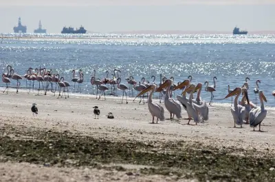 Pelican Point: Camminata guidata 12 km tra spiaggia e foche