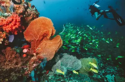 Mergulho em Angra dos Reis: Instrução certificada PADI