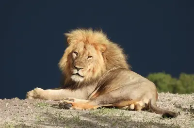 Chobe game drive: Manadas de elefantes e passeio pelo rio