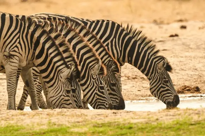 Chobe Game Drive & Impalila Island Tour: Wildlife & Traditions