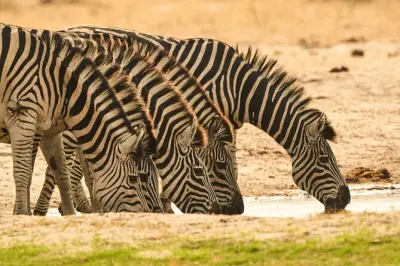 Chobe Nationalpark Safari & Impalila Insel Tour: Tiere und Traditionen