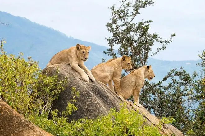 Tsavo East Safari from Diani Beach: 2-Day Game Drives
