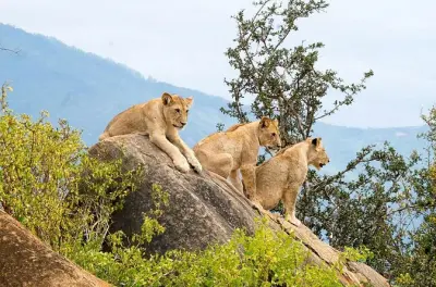 Tsavo East Safari ab Diani Beach: 2 Tage Pirschfahrten