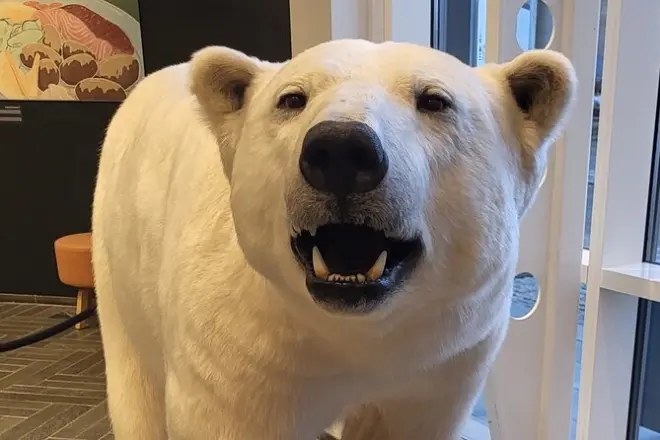Tromsø: Passeggiata orsi polari con Polaria e Museo Polare