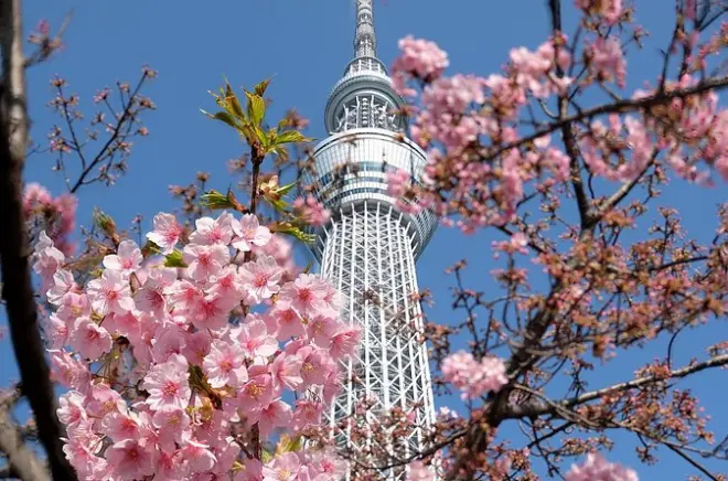 Leste de Tóquio de transporte público: Senso-ji, Skytree e Tsukiji
