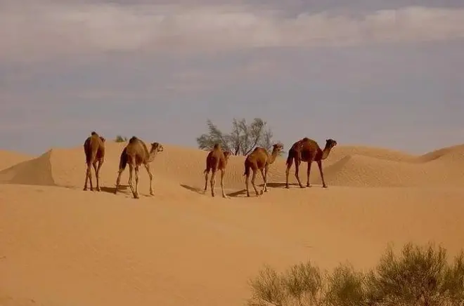 Tunisia sud 6 giorni: Sahara, oasi e villaggi berberi
