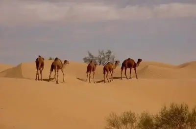 Tunisia sud 6 giorni: Sahara, oasi e villaggi berberi