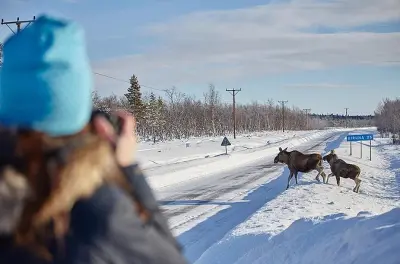Wildtierfotografie Tour Kiruna: Elche & Arktische Tiere
