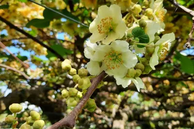 Tour por el huerto de kiwis en Tauranga con parque y pueblo