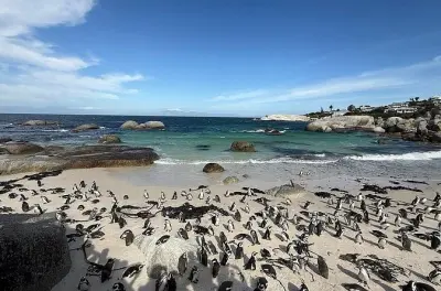 Cape of Good Hope: Private Tour mit Pinguinbeobachtung