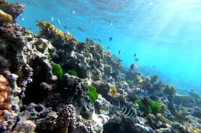 Snorkeling à Praslin : Îles Cocos et Félicité