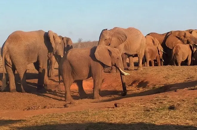 Safari 5 dias em Mombasa: Tsavo East, Amboseli e Tsavo West
