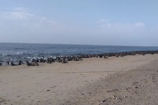 Pelican Point Halbinsel 4x4 Tour ab Walvis Bay: Robbenkolonien