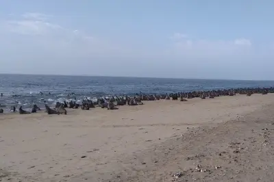 Penisola di Pelican Point in 4x4 da Walvis Bay: Colonie di foche