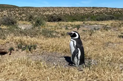 Colônia de Pinguins de Punta Tombo: Caminhe Entre Pinguins