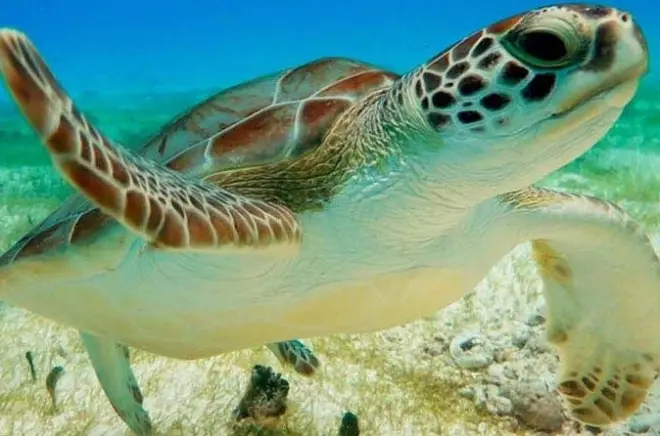 Snorkeling in Tulum: Turtles and Cenote