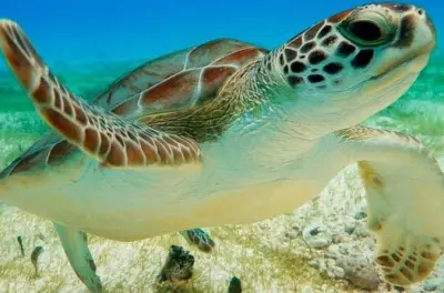 Schnorcheln in Tulum: Schildkröten und Cenote