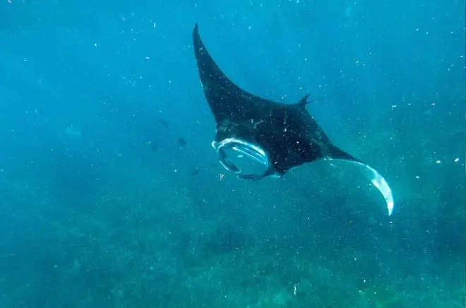 Snorkeling à Nusa Penida : Manta Point avec les meilleures chances de voir des raies manta