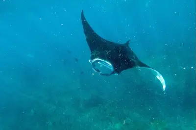 Snorkel en Nusa Penida: Manta rays en Manta Point
