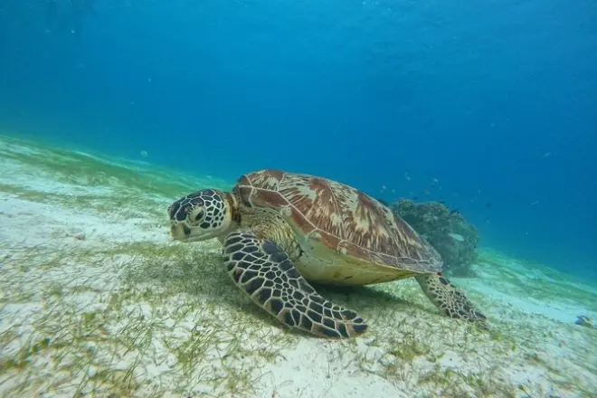 Snorkel na ilha Balicasag: Santuário de tartarugas e golfinhos