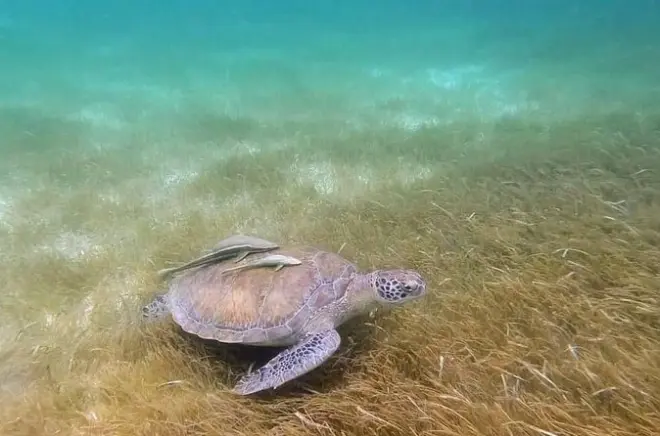 Snorkeling Akumal Beach with Sea Turtles and Cenote