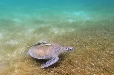 Snorkeling Akumal Beach with Sea Turtles and Cenote