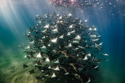 Vivi l’emozione del pacifico vicino a la paz con una guida locale: nuota con le mobule, avvista i delfini e gusta snack a bordo. snorkel e foto inclusi.