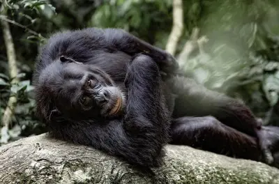 Nyungwe Schimpansen-Trekking 2 Tage mit Canopy Walk & Tee-Tour