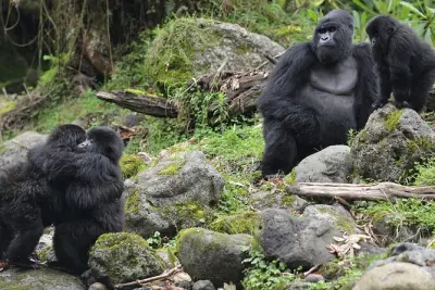 2-tägige Gorilla-Tour ab Kigali mit Übernachtung in Musanze
