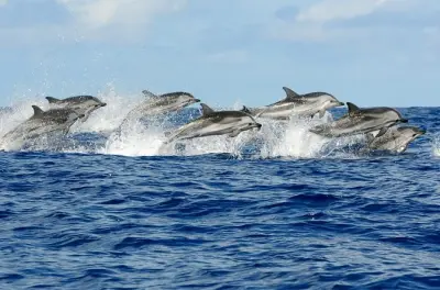 Nuoto con delfini e tartarughe a Mnemba Island con snorkeling
