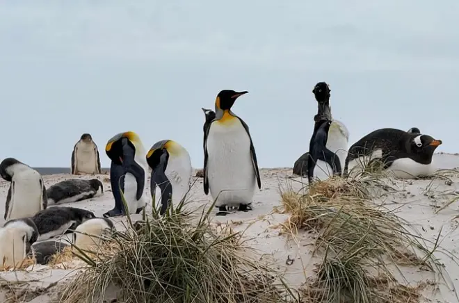 Yorke Bay Gentoo Penguins tour from cruise port: Small group