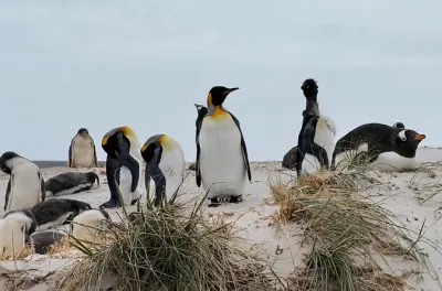 Yorke Bay: Avistaje de pingüinos Gentoo desde puerto de cruceros